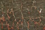 Polished Stromatolite (Inzeria) Slab - Million Years #130648-1